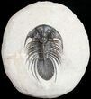Rare Kolihapeltis Trilobite - #10995-8